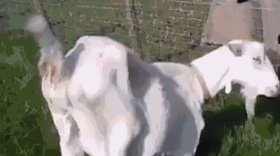 羊拉粑粑制作珍珠奶茶gif 动图表情包